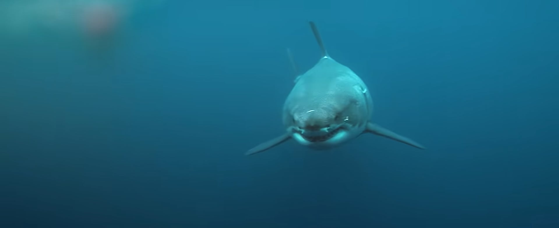 Cape Cod concentra una alta densidad de tiburón blanco y registró incidentes en la última década, incluido el ataque mortal de 2018 contra un joven que practicaba boogie board (Captura National Geographic)