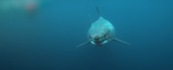 Primer plano de un tiburón blanco nadando de frente bajo el agua. El animal muestra la boca ligeramente abierta y aletas pectorales extendidas