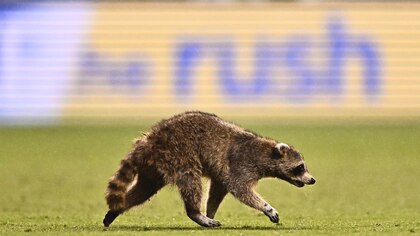 La odisea de Raquinho, el mapache que invadió la cancha durante un partido de la MLS