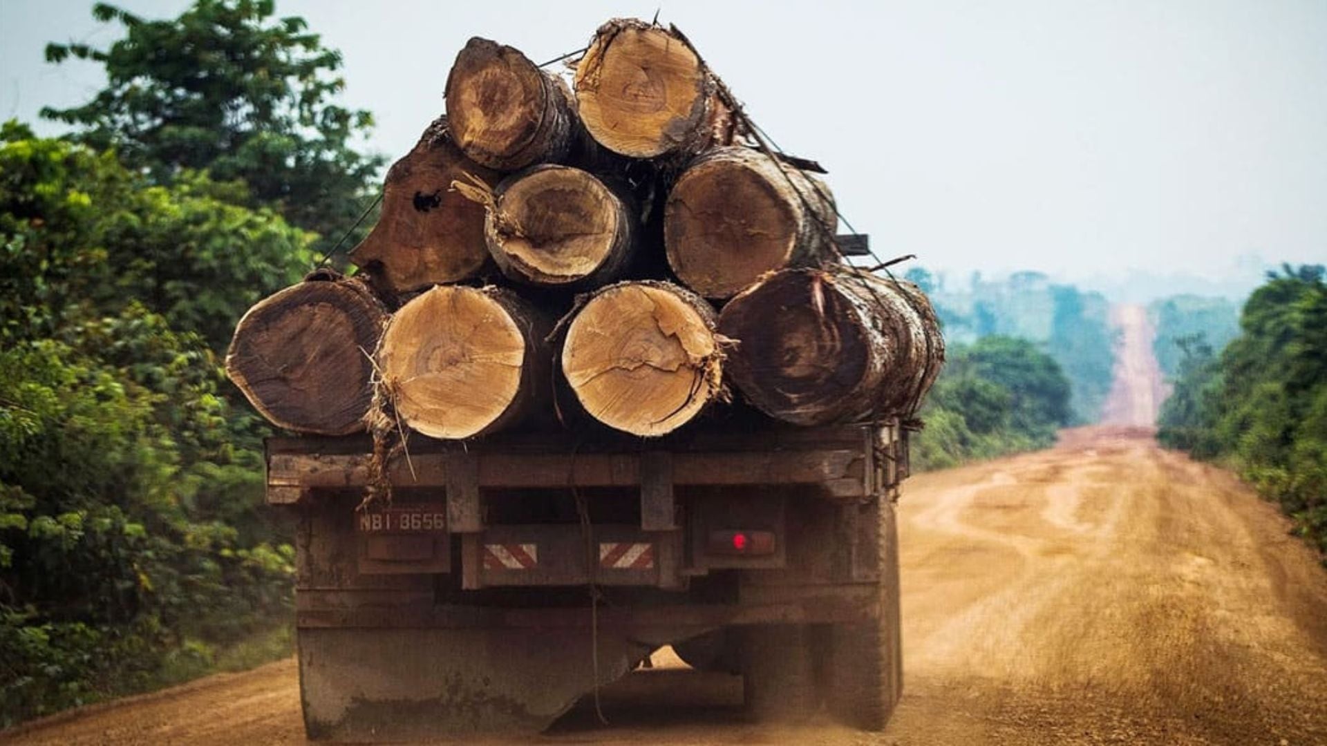 Los bosques primarios cumplen un papel central en la biodiversidad, el ciclo del agua y una economía forestal con sostenibilidad, legalidad y trazabilidad.