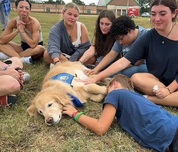 El amor de los perros