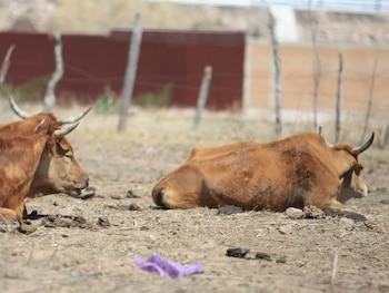 Pequeños ganaderos han comenzado a vender sus animales por falta de alimento.(FOTO: La Prensa)