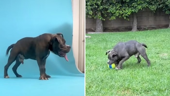 Qwerty es un perro muy