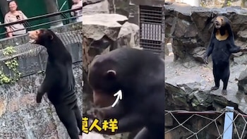 El oso malayo causó controversia