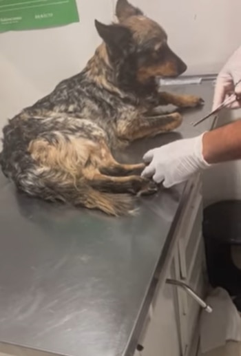 Los animales presentaban diversos padecimientos