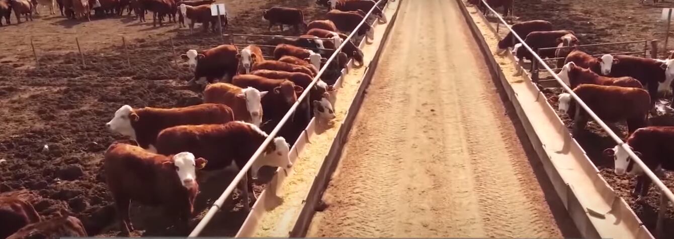 Tampoco afloja el número de machos sacrificados, en niveles similares a los de un año atrás (IPCVA)