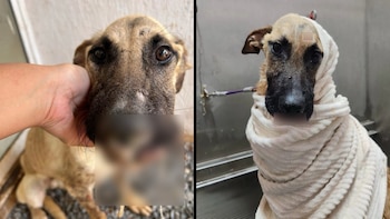 El cánido, bautizado como Hércules,