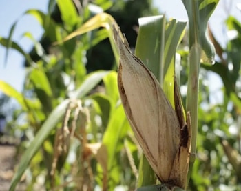 La falta de lluvias ha provocado pérdidas en cultivos de maíz de agricultores de San Esteban Catarina (Cortesía: EFE).