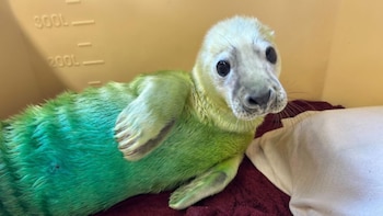 "N-048" fue nombrada Caragh, en