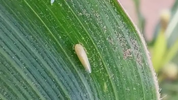Alerta en maíz: crece la presencia de chicharritas