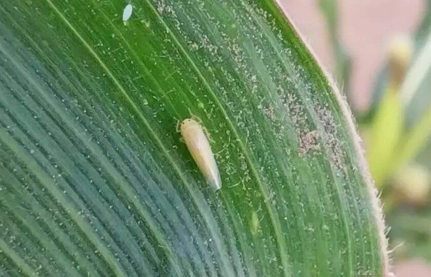 La chicharrita es un insecto que -en estado adulto- se aloja en hojas o tallos del maíz, mientras que las ninfas jóvenes se encuentran en las hojas de cogollo de la planta (Revista Chacra)