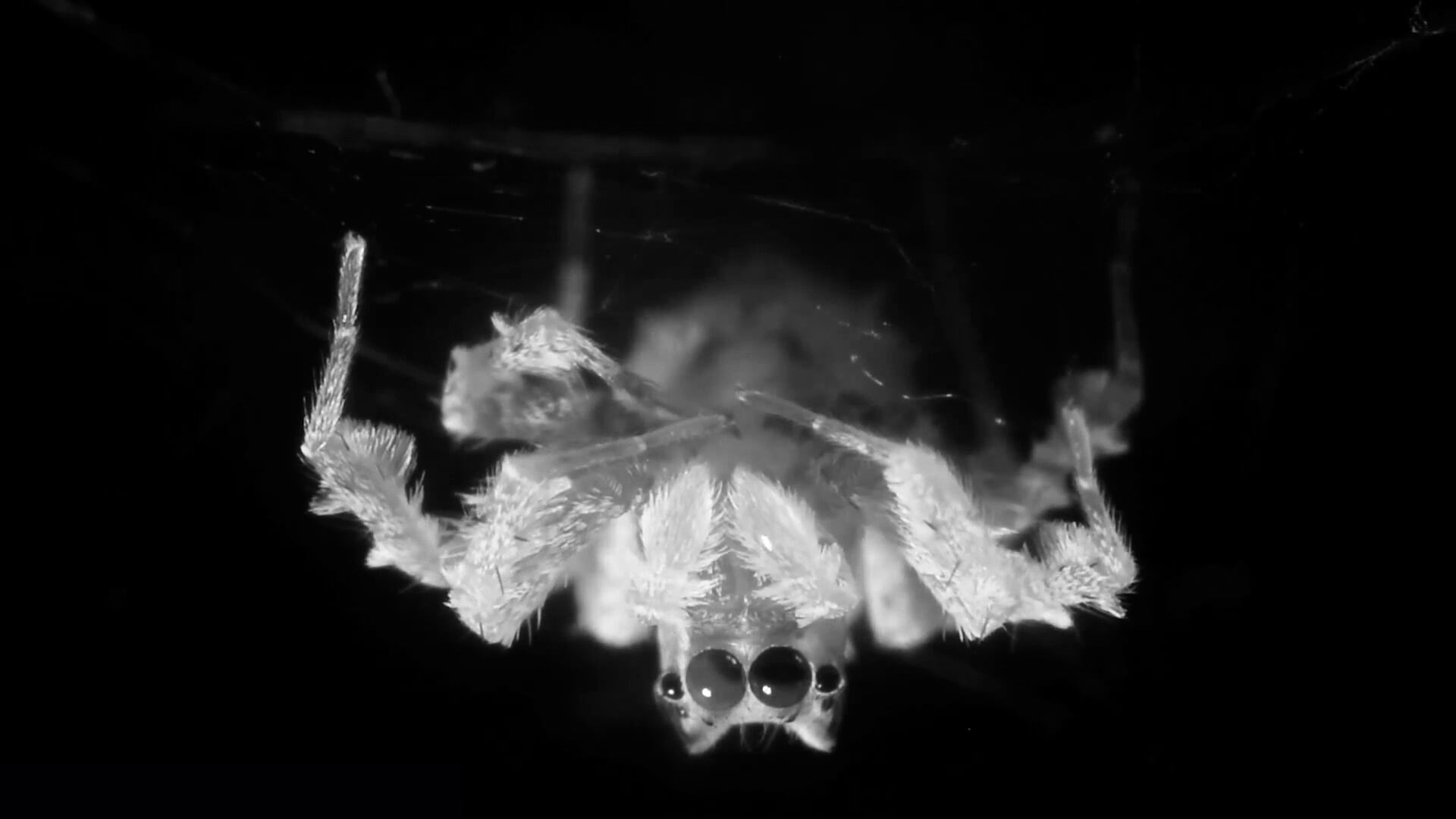 Un estudio reveló que las arañas saltarinas tienen una fase de sueño similar a la de los humanos