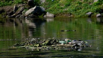 Acusan a Cementos Argos de