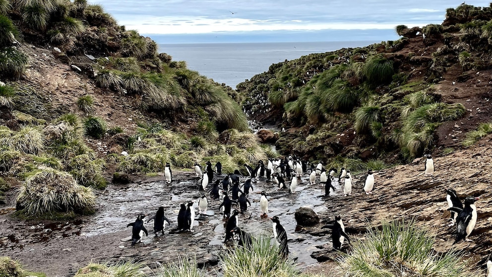 Pingüinos en peligro: la especie de penacho amarillo que lucha por sobrevivir en Sudamérica
