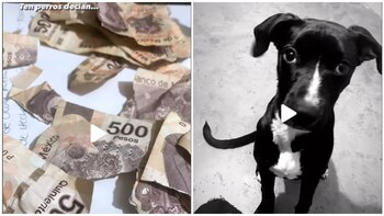 Video: la graciosa pero dolorosa