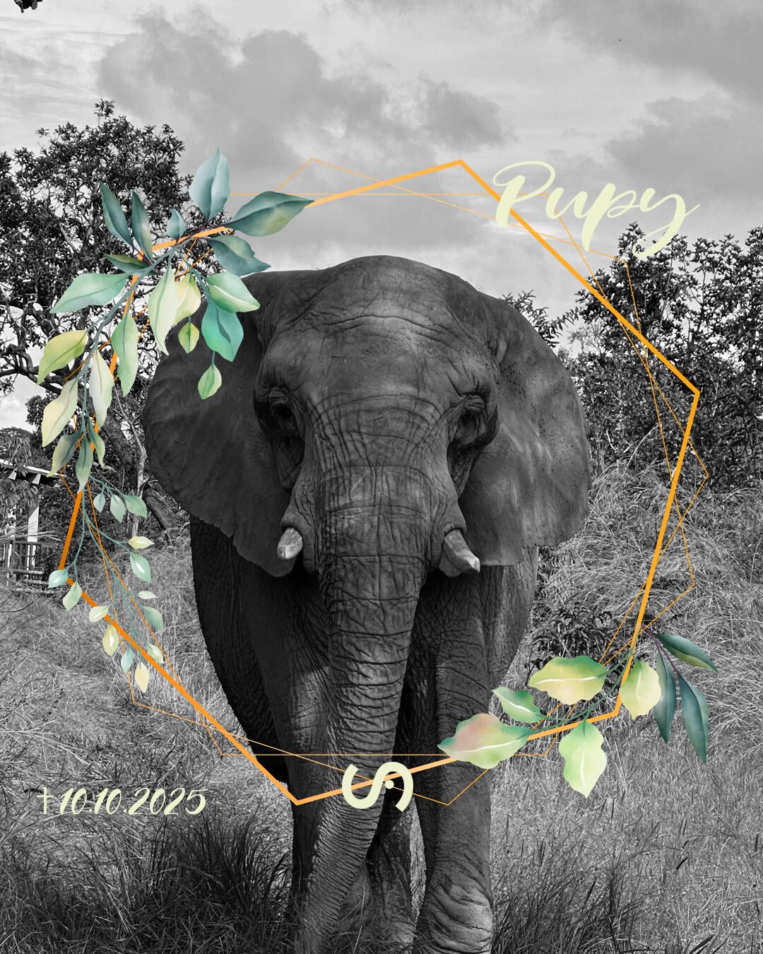 Pupy falleció tras un episodio de debilidad y molestias gastrointestinales, pese a la rápida asistencia veterinaria (Santuario de Elefantes de Brasil)