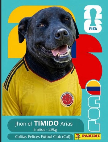En este Mundial, los protagonistas no son futbolistas, sino peluditos listos para ser adoptados - crédito fundacioncolitasfelices / Instagram