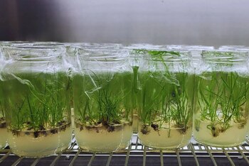 El objetivo de estos científicos