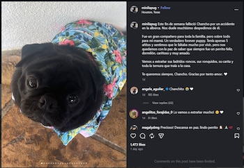 La familia Aguilar lamenta la muerte de Chancho, su popular perrito pug negro, tras un accidente en la alberca de su hogar (IG)
