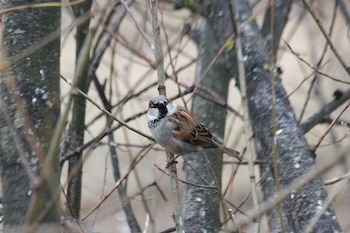 Ejemplar de gorrión común. (Анна