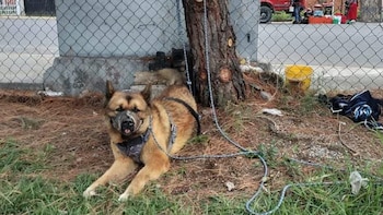 Kuko entró a un fraccionamiento