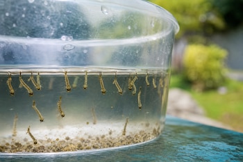 Recipiente plástico transparente con agua que contiene larvas de mosquito suspendidas y pequeños sedimentos en el fondo.