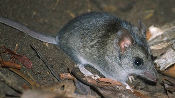 Cómo un diminuto marsupial sobrevivió