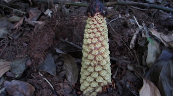 Estructura vegetal cónica amarilla con la parte superior oscura brotando de tierra oscura con hojas marrones secas y ramas pequeñas en el suelo