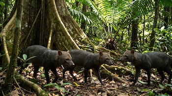 Tres animales de pelaje oscuro y orejas pequeñas caminan entre hojas secas frente a la raíz tabular de un árbol y helechos.
