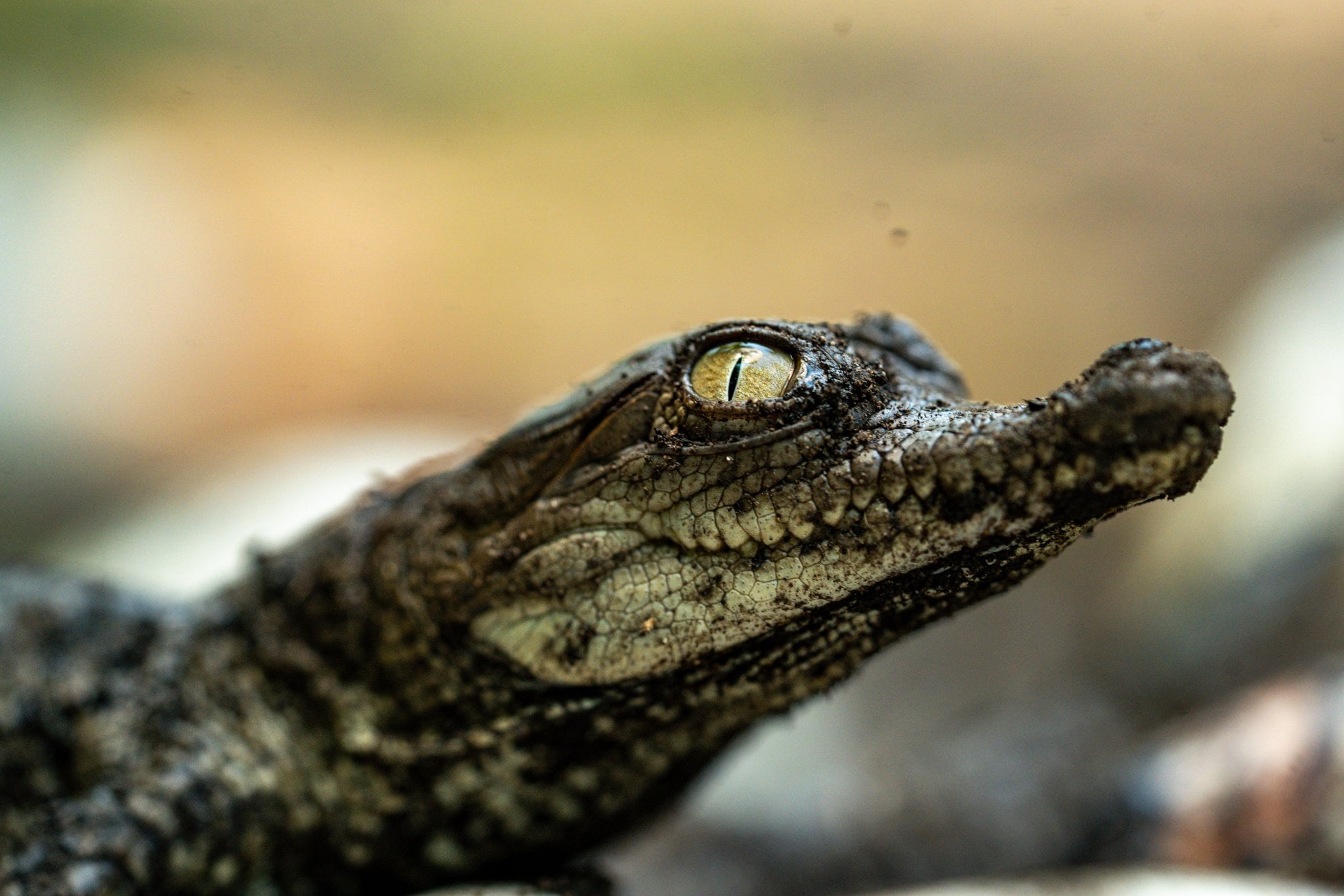 El Ministerio de Medio Ambiente de El Salvador registró nacimientos de cocodrilo americano en áreas naturales protegidas tras incubación controlada de 75 días. (Cortesía: Ministerio de Medio Ambiente)