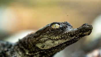 El Salvador: Reportan nacimientos de cocodrilos americanos en áreas protegidas
