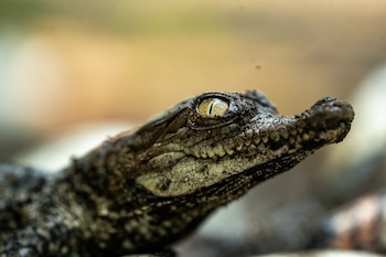 El Ministerio de Medio Ambiente de El Salvador registró nacimientos de cocodrilo americano en áreas naturales protegidas tras incubación controlada de 75 días. (Cortesía: Ministerio de Medio Ambiente)