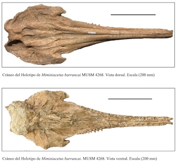 Dos fotografías de un cráneo fósil alargado, una vista dorsal y una vista ventral, con escala de 200 milímetros y texto descriptivo