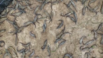 Decenas de ejemplares son cuidados