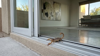Por qué la onda de calor trae más alacranes a tu casa y cómo evitarlo
