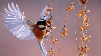 Los investigadores detallaron que con