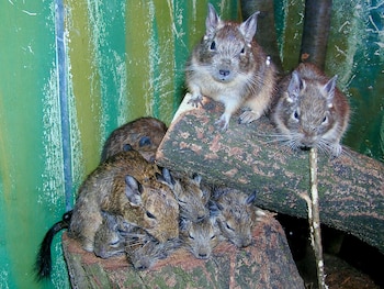 La orina de este animal