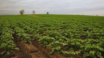 Ministerio de Agricultura comenzó a desmontar las Áreas de Protección para la Producción de Alimentos implementadas por el Gobierno Petro