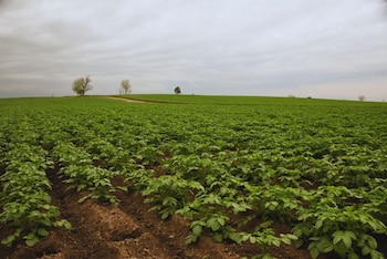 Cultivo de papa