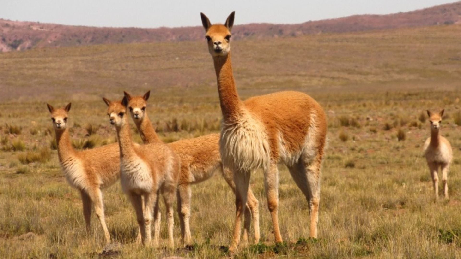El gobierno del Perú creó el Consejo Nacional de la Vicuña, garantizando la protección de esta especie y permitiendo a las comunidades manejar y aprovechar su fibra. (Andina)