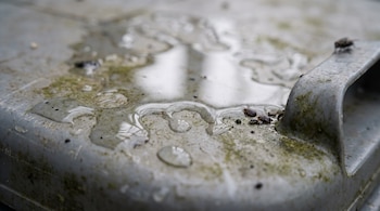Tapa de bote de basura de plástico gris con gotas de líquido transparente, pequeñas chinches, una mosca difusa, suciedad verdosa y reflejos.