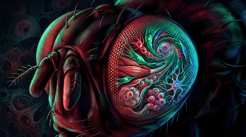 Primer plano del ojo de una mosca de la fruta con células y tejidos en crecimiento. Tonos rojos, verdes y azules sobre fondo oscuro.