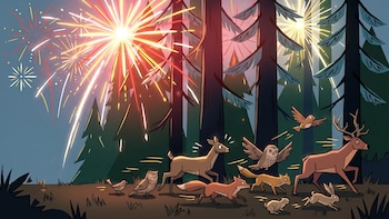 El rastro silencioso de los fuegos artificiales: cuál es su impacto en la biodiversidad