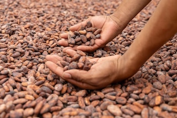 Un hombre con gorra y camiseta azul pasa un rastrillo de madera sobre una capa de granos de cacao bajo un cobertizo