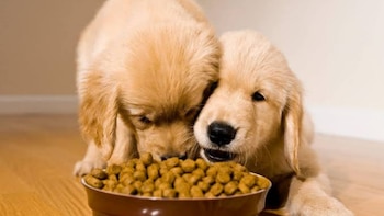 Dos cachorros golden retriever de pelaje rubio comen de un tazón marrón lleno de croquetas sobre un suelo de madera claro