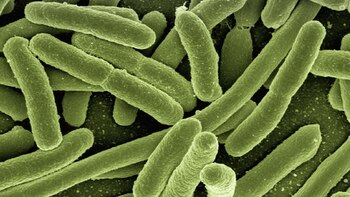 Los científicos crearon esta bacteria