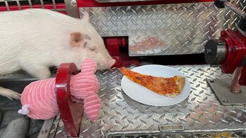 Penny fue adoptada en 2021