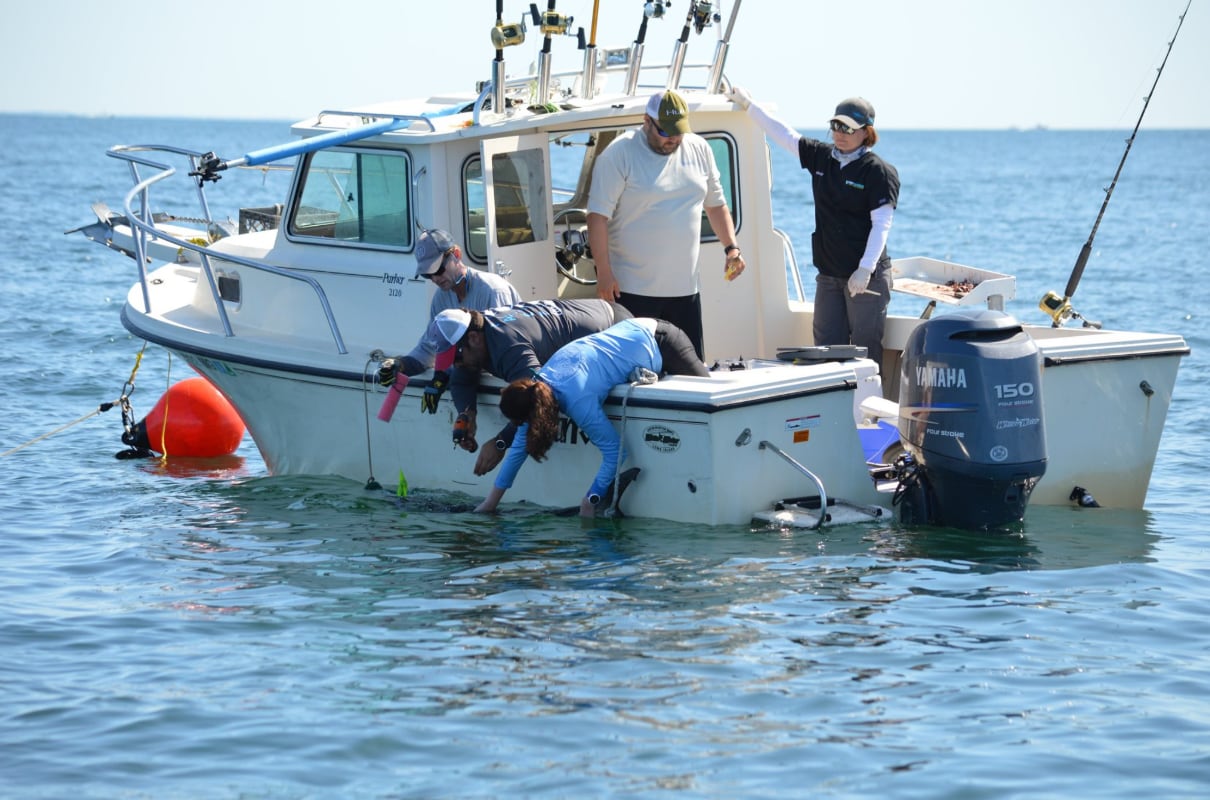 El cambio climático y el calentamiento del agua atraen nuevas especies de tiburones a las costas de Long Island. (SOFO Sharks)