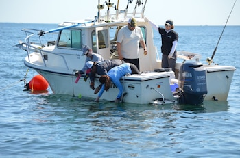 Varias personas a bordo de un barco blanco inclinan sus cuerpos hacia el agua para manipular a un tiburón