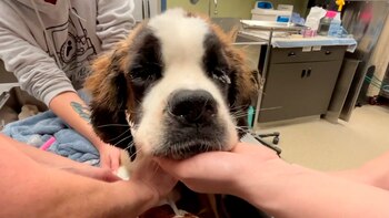 Stu fue rescatado por SRSL